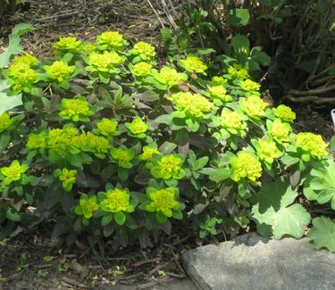 Euphorbia polychroma Bonfire