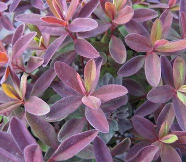 Euphorbia polychroma Bonfire