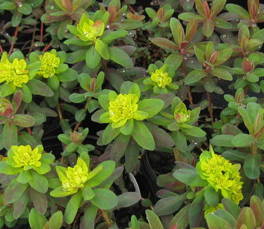 Euphorbia polychroma Bonfire 