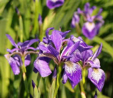 Iris versicolor