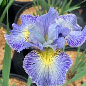 Iris sibirica Cape Cod Boys