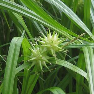 Carex grayi 