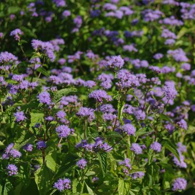 Eupatorium coelestinum 