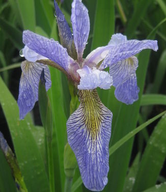 Iris versicolor