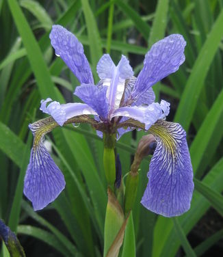 Iris versicolor