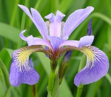 Iris versicolor 