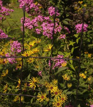 Rudbeckia subtomentosa Henry Eilers - Sweet Coneflower