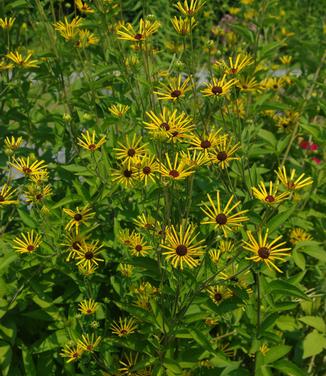 Rudbeckia subtomentosa Henry Eilers 