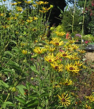 Rudbeckia subtomentosa Henry Eilers