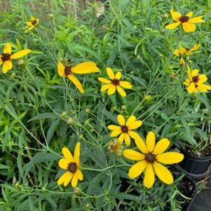 Coreopsis tripteris Gold Standard