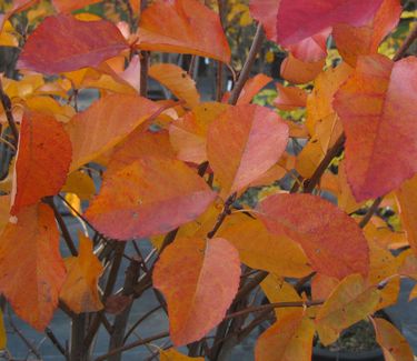 Amelanchier laevis (fall color)