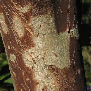 Lagerstroemia fauriei Townhouse