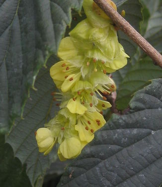 Corylopsis spicata - Spike Winterhazel 