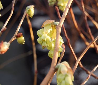 Corylopsis spicata