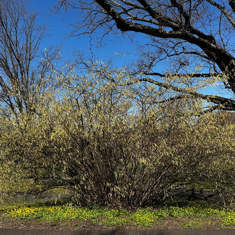 Corylopsis spicata - Spike Winterhazel (@ Morris Arboretum)