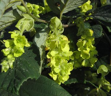 Corylopsis spicata - Spike Winterhazel