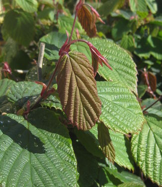 Corylopsis spicata