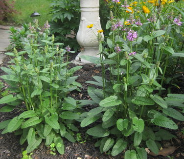 Stachys monieri Hummelo 