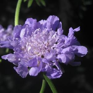 Scabiosa columbaria Butterfly Blue