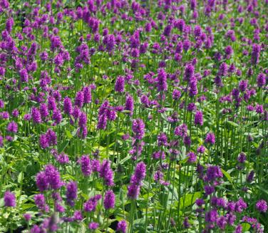 Stachys monieri Hummelo - Alpine Betony