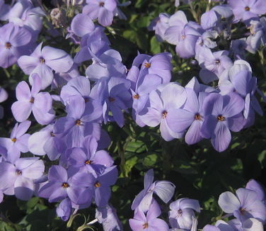 Phlox stolonifera Blue Ridge