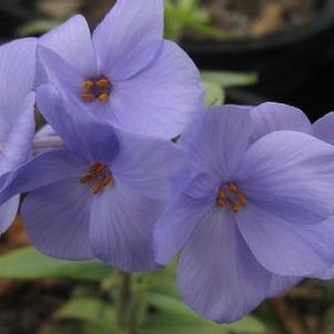 Phlox stolonifera Blue Ridge