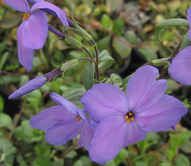 Phlox stolonifera Sherwood Purple - Creeping Phlox