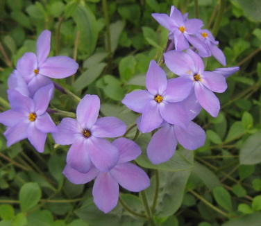 Phlox stolonifera Sherwood Purple - Creeping Phlox