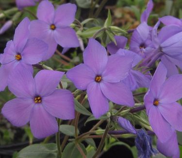 Phlox stolonifera Sherwood Purple