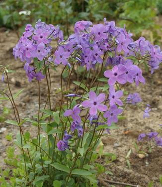 Phlox stolonifera Sherwood Purple 