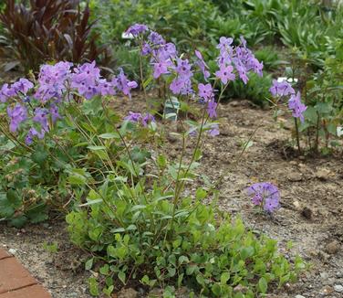 Phlox stolonifera Sherwood Purple 