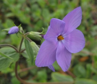 Phlox stolonifera Sherwood Purple