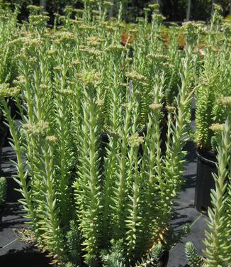 Sedum reflexum Blue Spruce 