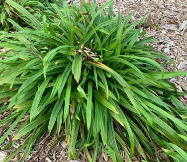 Carex plantaginea - Seersucker Sedge