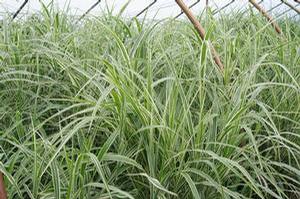 Japanese Silver Grass