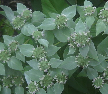 Pycnanthemum muticum - Mountain Mint