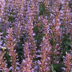 Agastache x Purple Haze