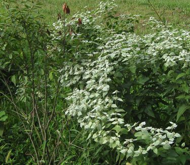 Pycnanthemum muticum - Mountain Mint