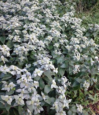 Pycnanthemum muticum (@ The High Line)