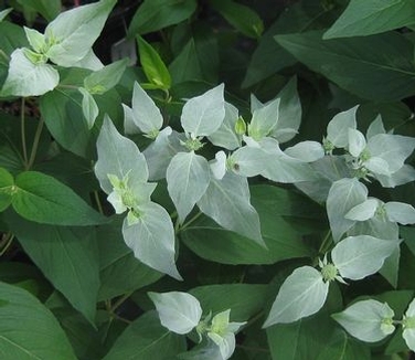 Pycnanthemum muticum 