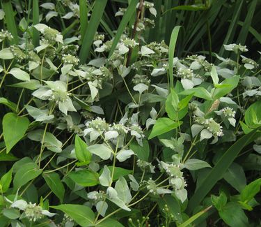 Pycnanthemum muticum - Mountain Mint