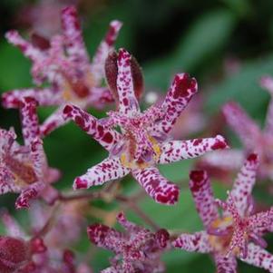 Tricyrtis x Sinonome