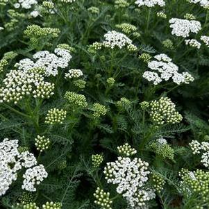 Achillea millefolium New Vintage™ 'White'