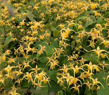 Epimedium x 'Amber Queen' - Barrenwort from Pleasant Run Nursery