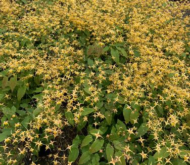 Epimedium x 'Amber Queen' - Barrenwort from Pleasant Run Nursery