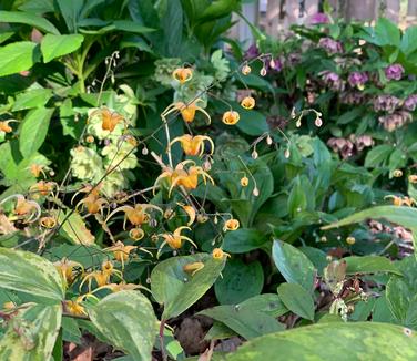 Epimedium x 'Amber Queen' - Barrenwort from Pleasant Run Nursery