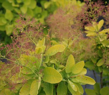 Cotinus coggygria Golden Spirit™ ('Ancot')