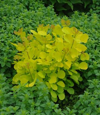 Cotinus coggygria Golden Spirit (Maine Bot Garden)