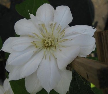 Clematis Duchess of Edinburgh