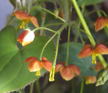 Epimedium x warleyense Orange Queen - Barrenwort